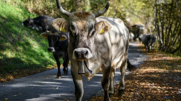 carboxaldehyde/Pexels