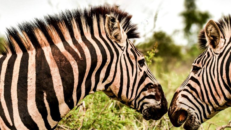 Frans van Heerden/Pexels