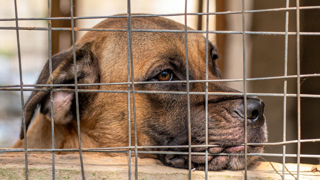 Timothy Yiadom/Pexels