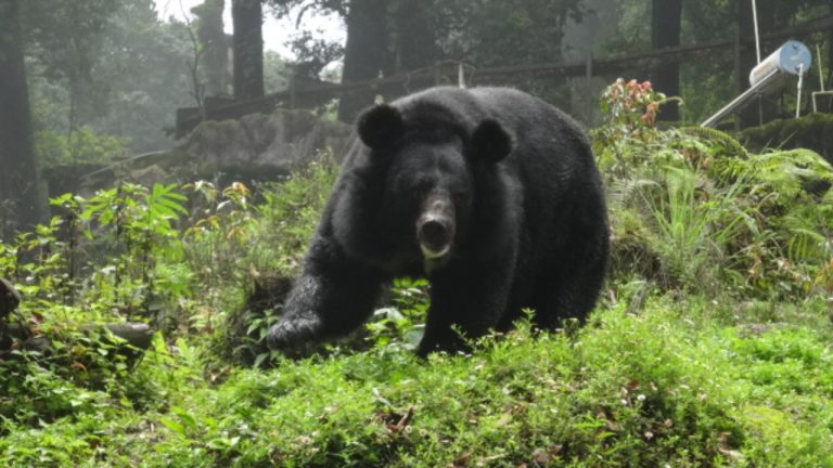 Image Credit: Hiteshrocks146 - CC BY-SA 4.0/Wiki Commons