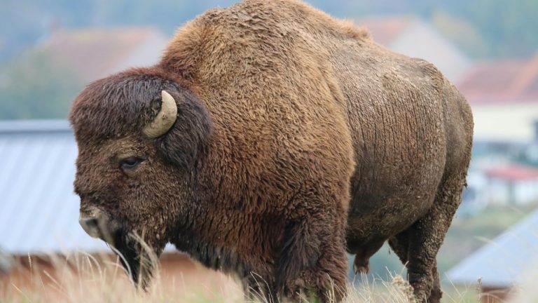 patrice schoefolt/Pexels