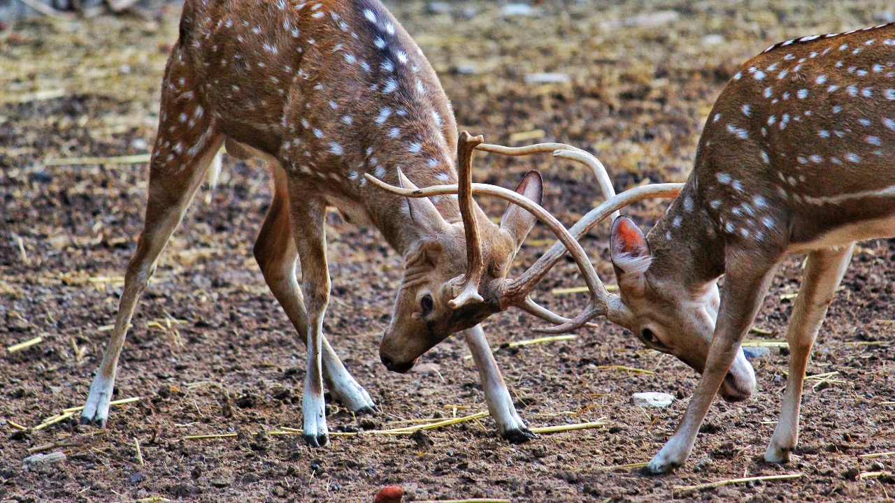 Tejas Prajapati/Pexels