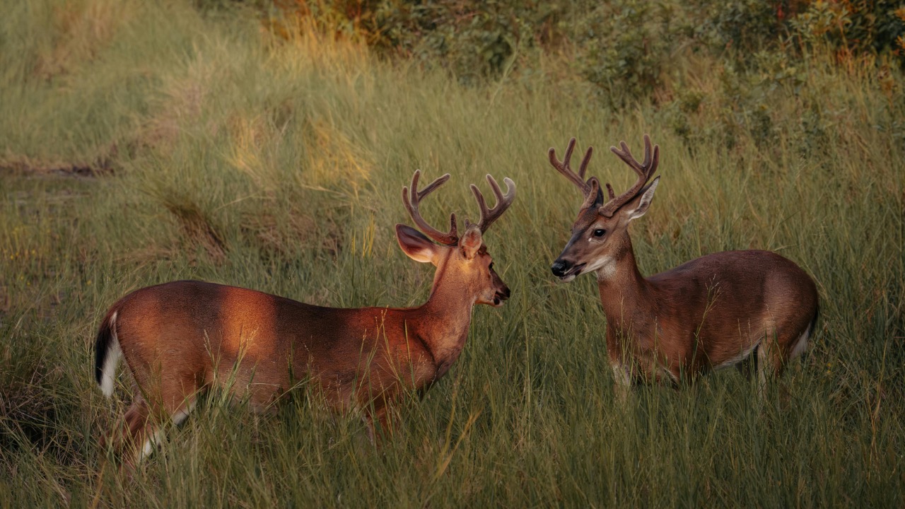 Dmytro Koplyk/Pexels