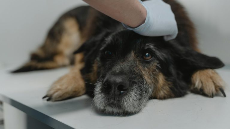 Tima Miroshnichenko/Pexels