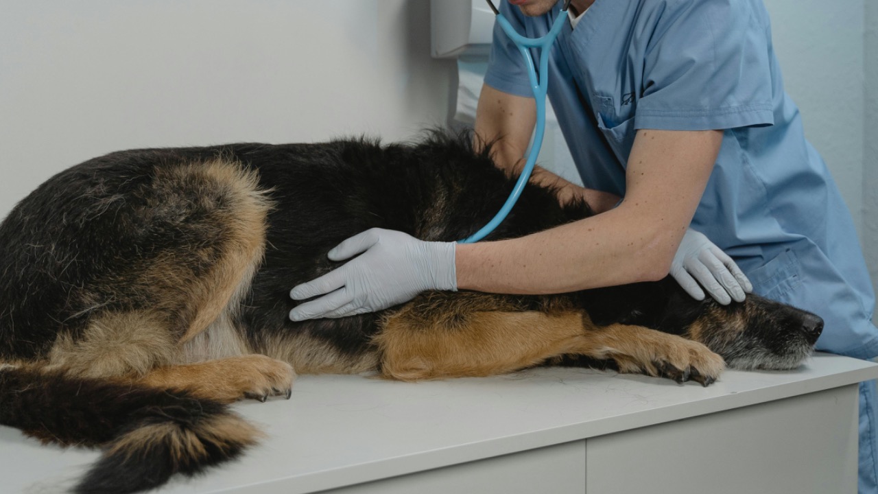 Tima Miroshnichenko/Pexels