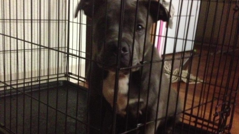 Image Credit: User:Cockyempire - CC BY-SA 3.0/Wiki Commons