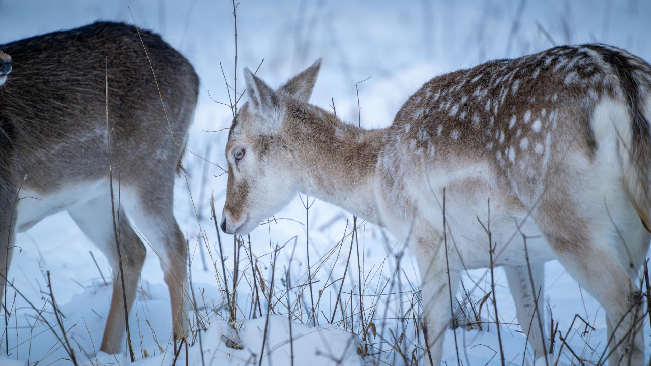 Leon Aschemann/Pexels