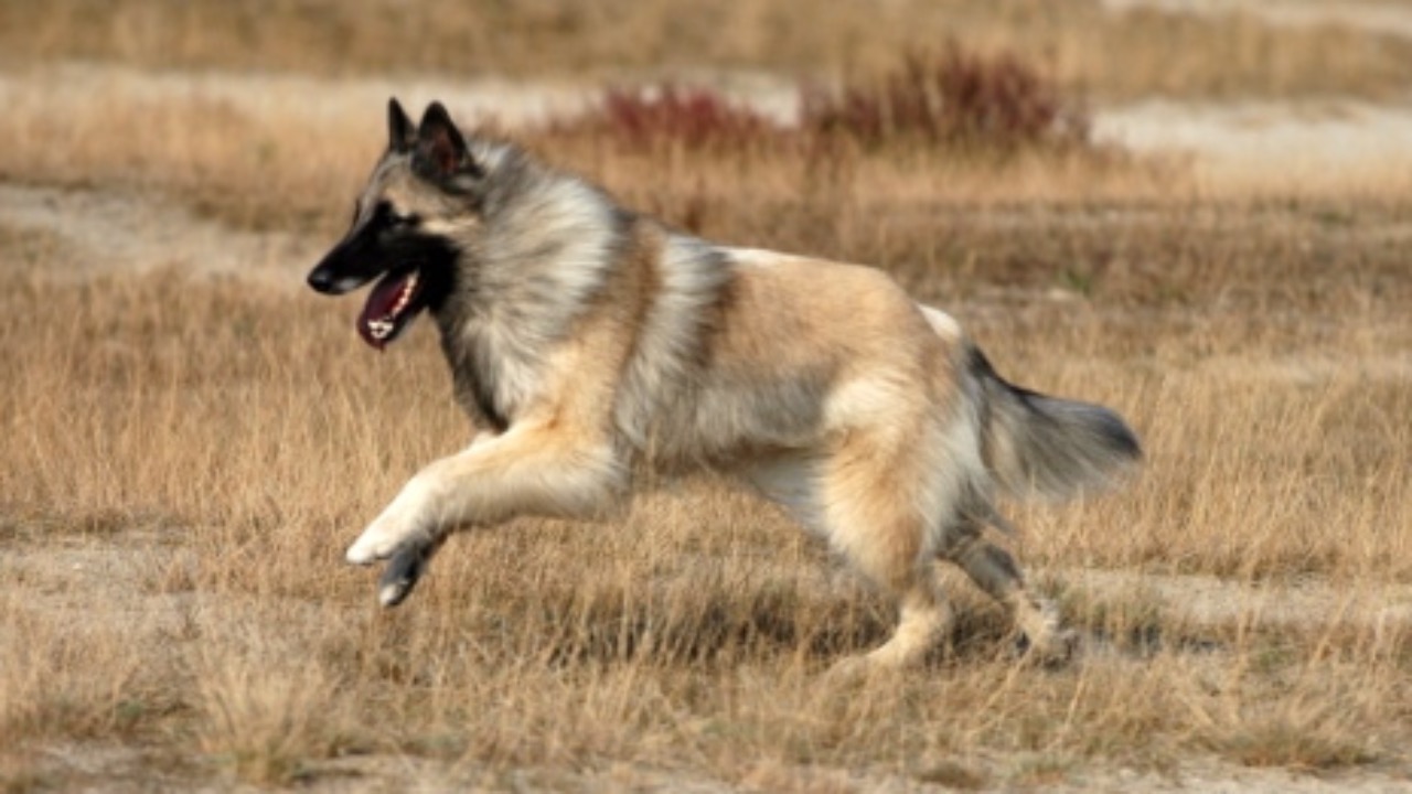 Image Credit: Cwazi at Dutch Wikipedia
(Original text: Bonnie van den Born, http://www.bonfoto.nl) - CC BY-SA 3.0/Wiki Commons