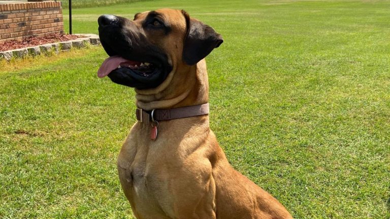 Image Credit: Jwschulze Steve Howard - CC BY 4.0/Wiki Commons