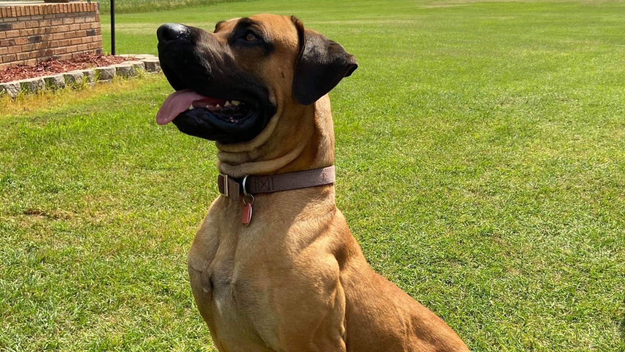 Image Credit: Jwschulze Steve Howard - CC BY 4.0/Wiki Commons