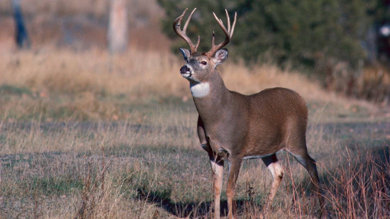 Image Credit: Department of the Interior. U.S. Fish and Wildlife Service. National Conservation Training Center. 10/1997-8888 - Public domain/Wiki Commons