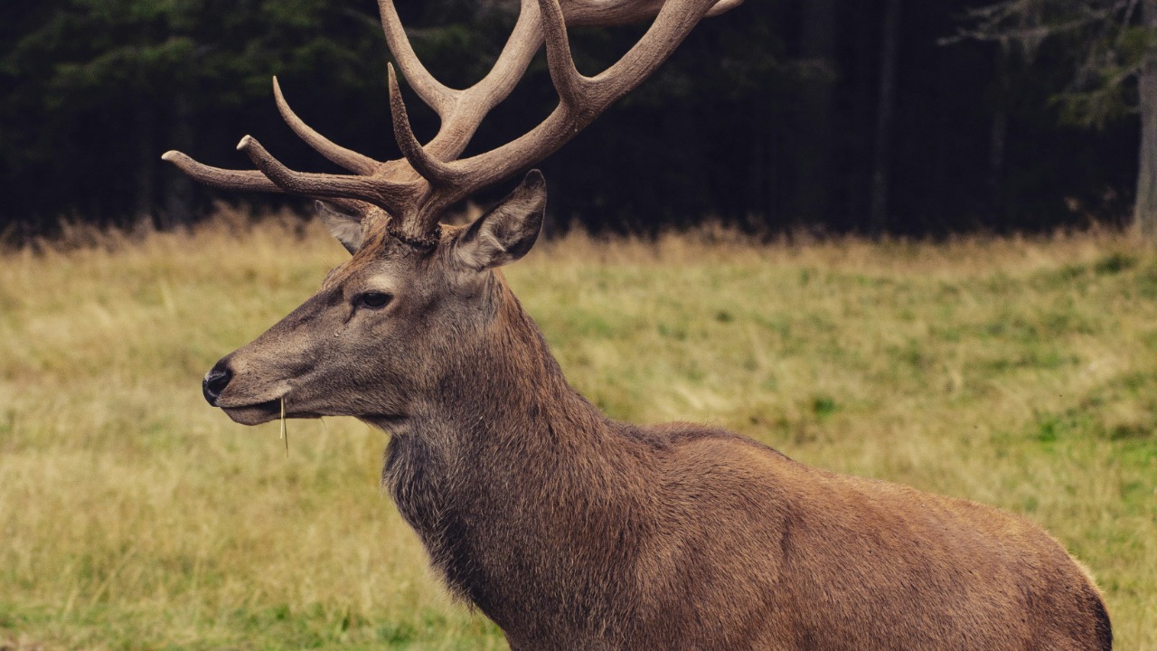 andreachiolde/Unsplash