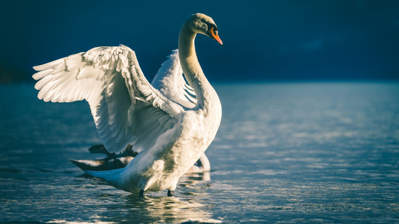 raphaelphotoch/Unsplash