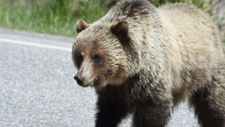 Marcel Biegger/Pexels