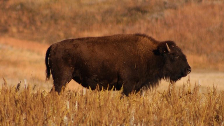 Katie Burandt/Pexels