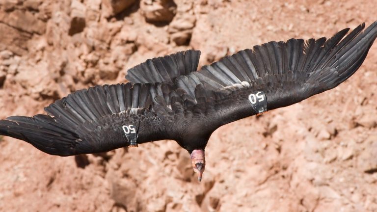 Image Credit: Christian Mehlführer, User:Chmehl - CC BY-SA 3.0/Wiki Commons