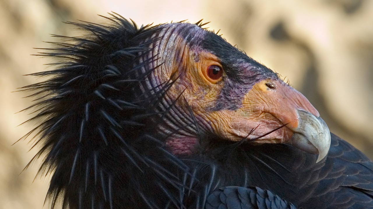 Image Credit: Chuck Szmurlo - CC BY 3.0/Wiki Commons