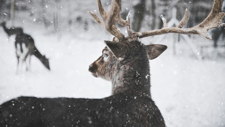 Annika Thierfeld/Pexels