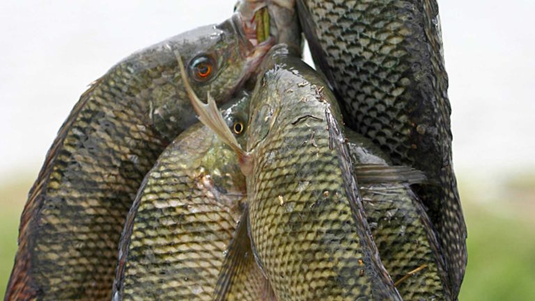 Image Credit: Niall Crotty - CC BY-SA 2.5/Wiki Commons