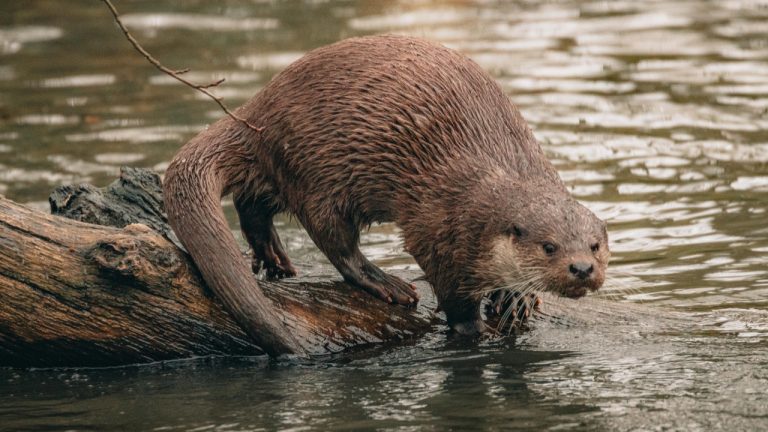 David Selbert/Pexels