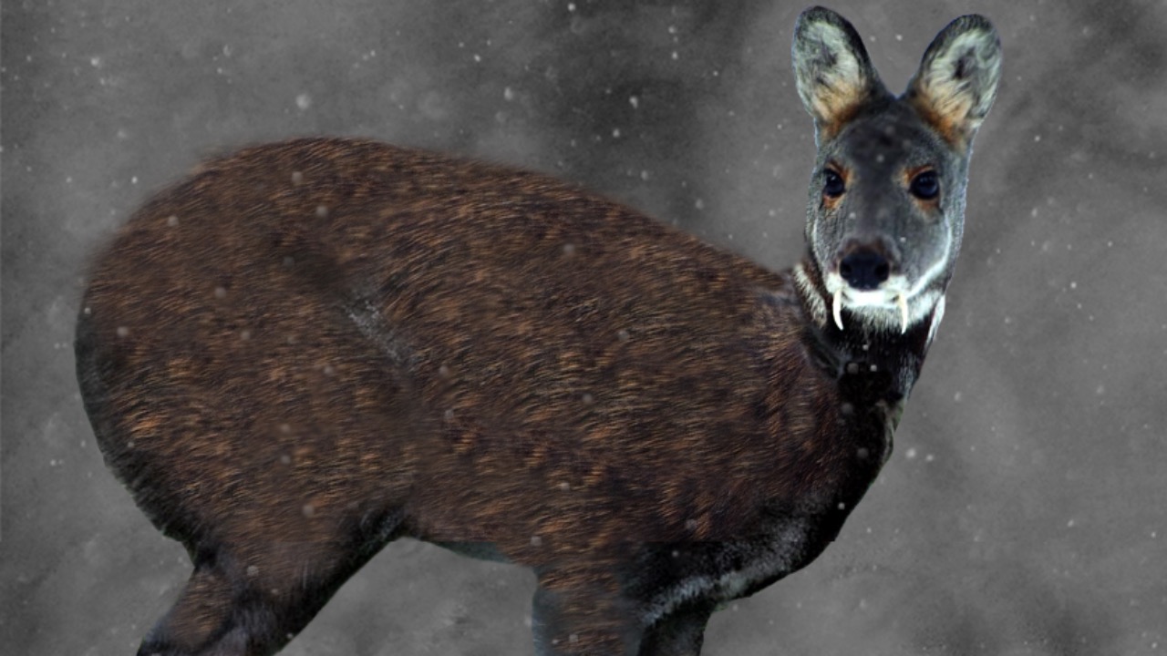 Image Credit: ErikAdamsson - CC0/Wiki Commons