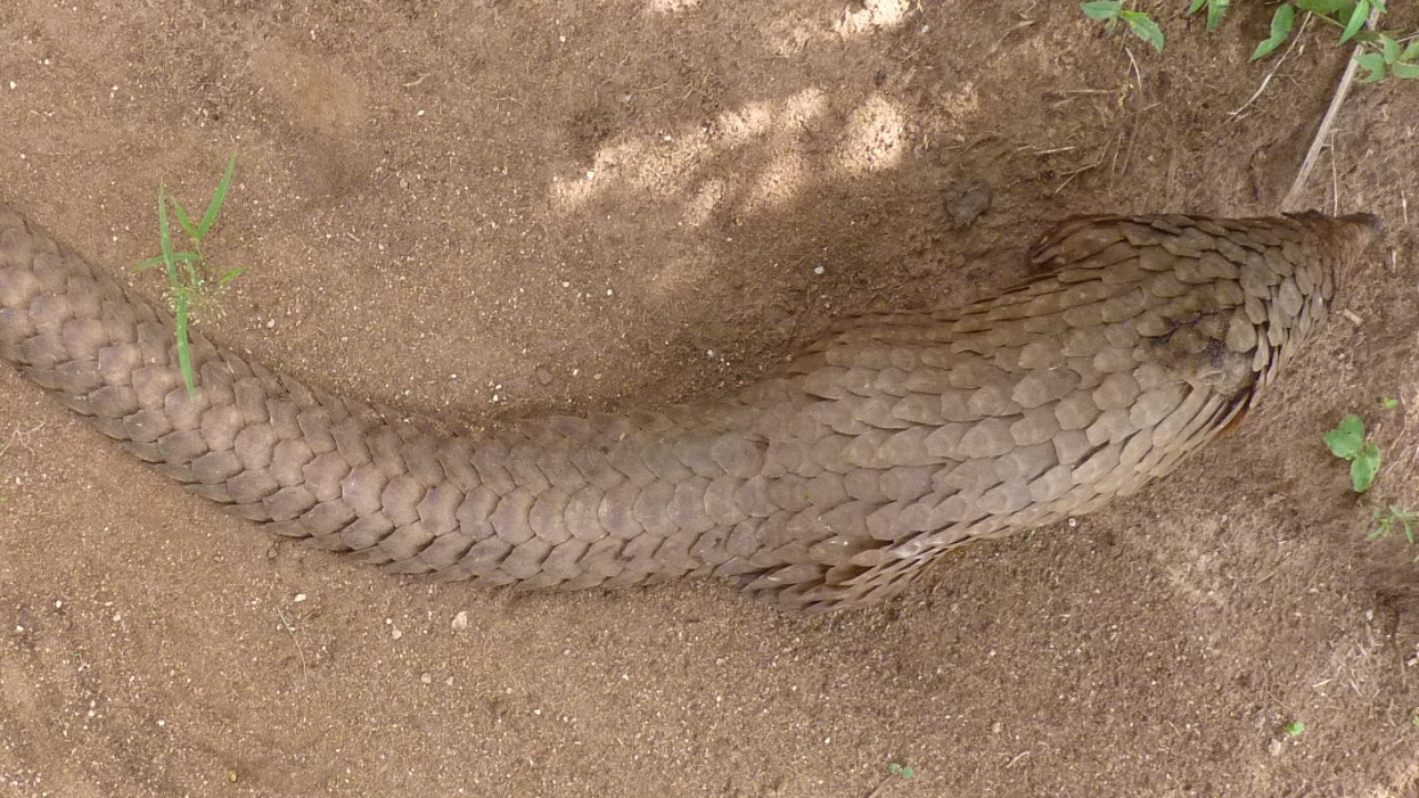 Image Credit: Rachad sanoussi - CC BY-SA 4.0/Wiki Commons