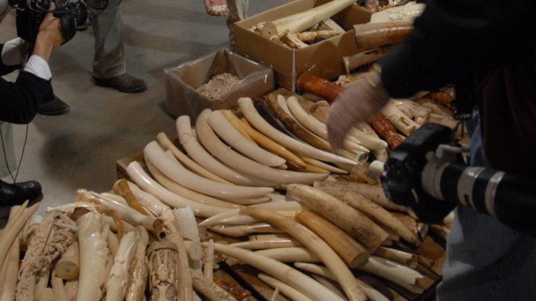 Image Credit: USFWS Mountain-Prairie - Public domain/Wiki Commons