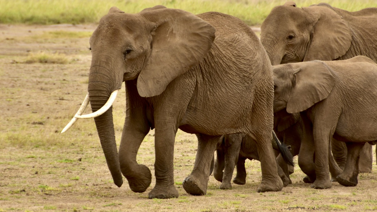 davidghensley/Unsplash