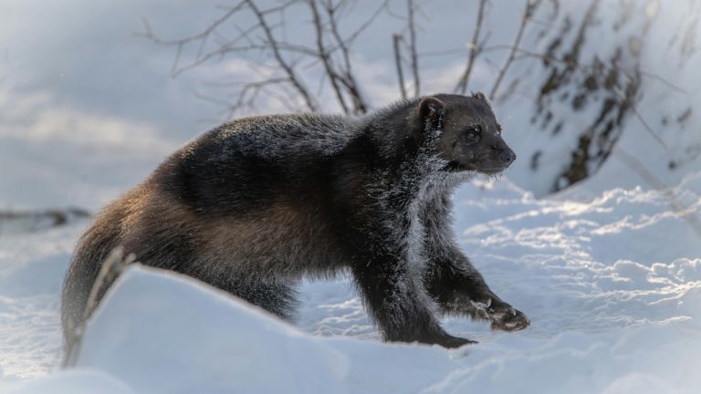 Leon Aschemann/Pexels