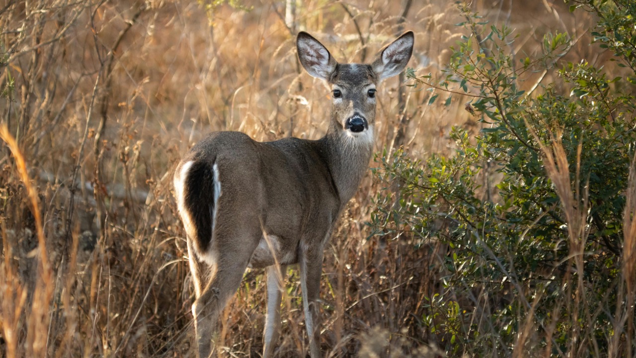 Dmytro Koplyk/Pexels