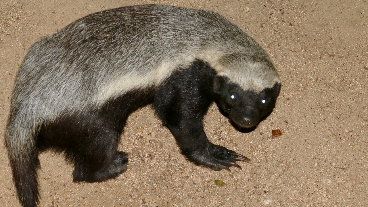 Image Credit: Bernard DUPONT from FRANCE - CC BY-SA 2.0/Wiki Commons