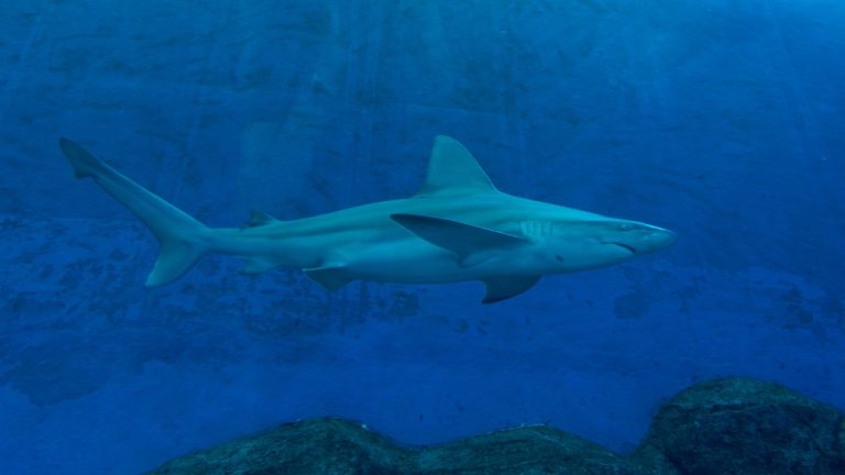 Image Credit: Jakub Hałun - CC BY 4.0/Wiki Commons