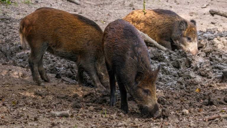 haberdoedas/Unsplash