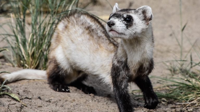 Image Credit: USFWS Mountain-Prairie - Public domain/Wiki Commons