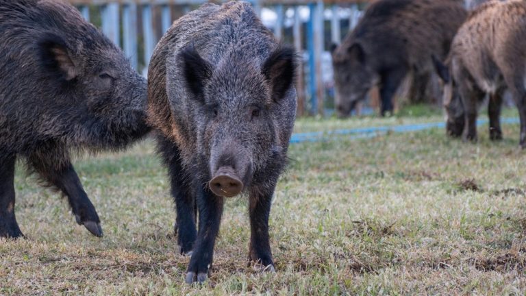 Doğan Alpaslan Demir/Pexels