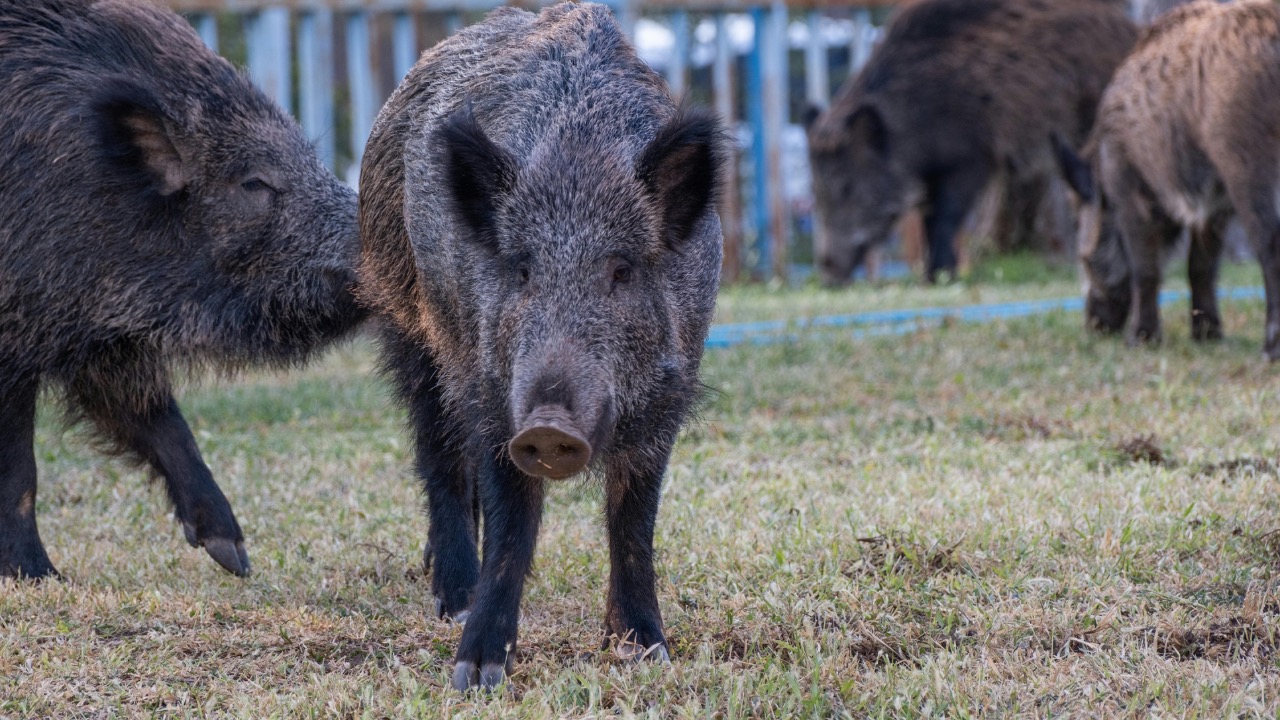 Doğan Alpaslan Demir/Pexels