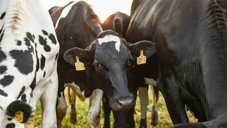 Julissa Helmuth/Pexels