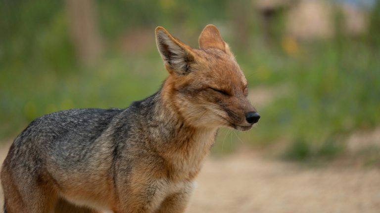 ignacio andres yañez grandon/Pexels