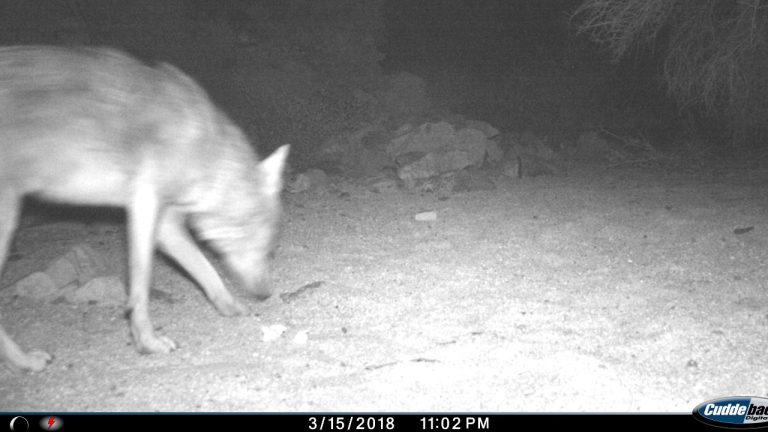 Image Credit: SaguaroNPS - Public domain/Wiki Commons