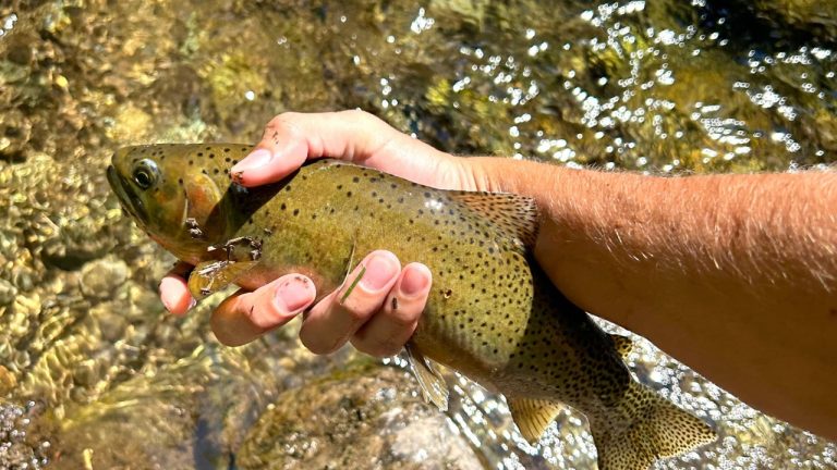 Austin Cooper/Pexels