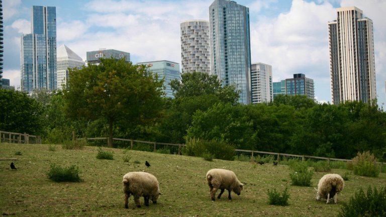 Snehil Bhushan/Pexels