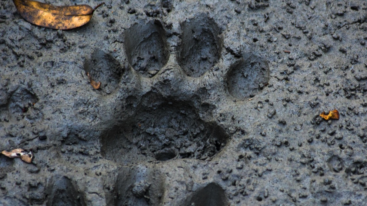 Mushfiqur Rahman/Pexels