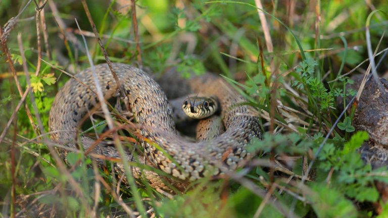 Muhammet MIRIK/Pexels