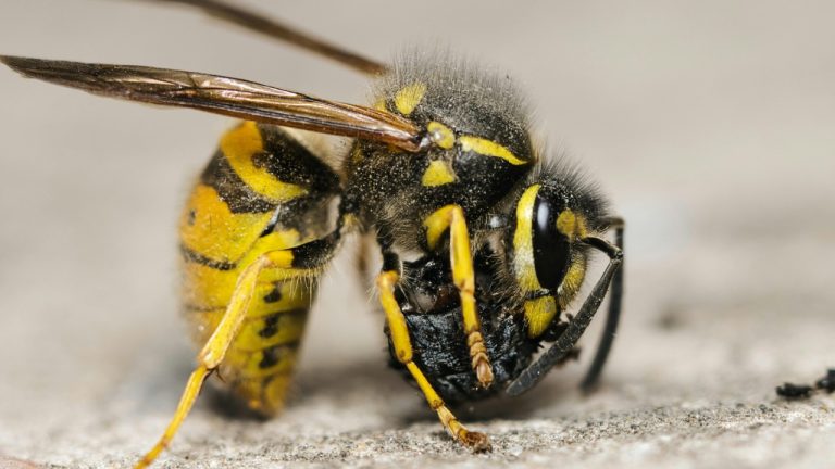 Олександр К/Pexels