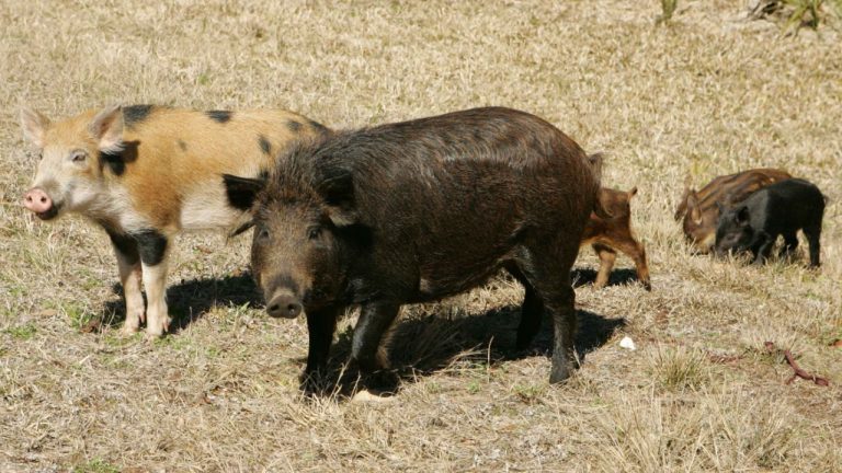 Image Credit: Hillebrand Steve, U.S. Fish and Wildlife Service - Public domain/Wiki Commons