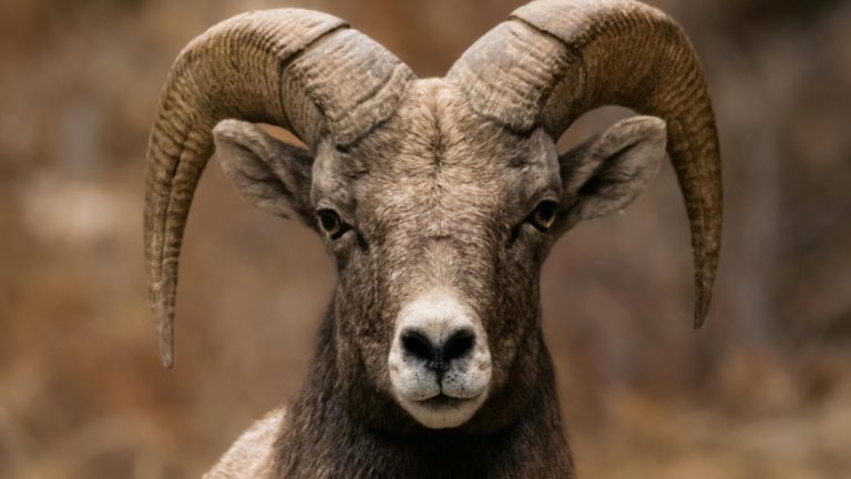 Elijah Pilchard/Pexels