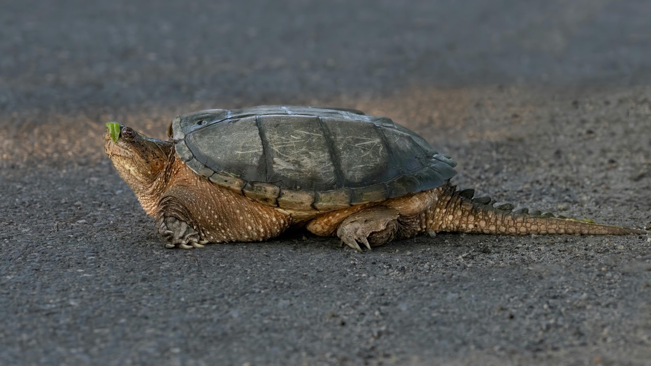 Mohan Nannapaneni/Pexels