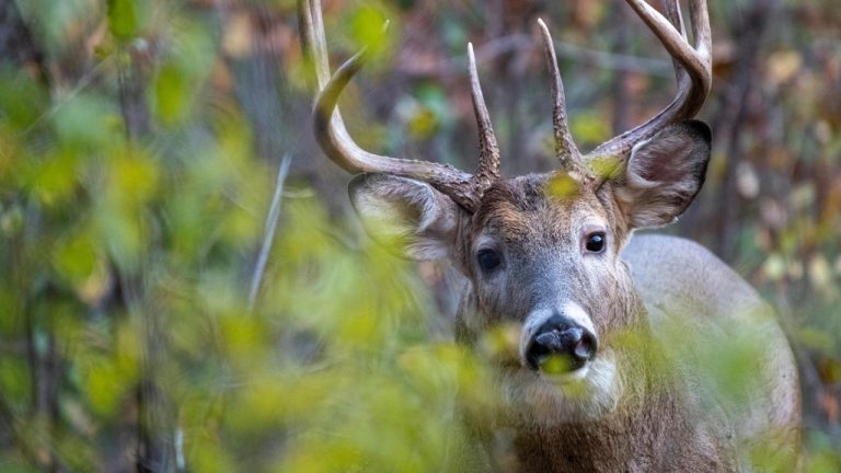 Andrew Patrick Photo/Pexels