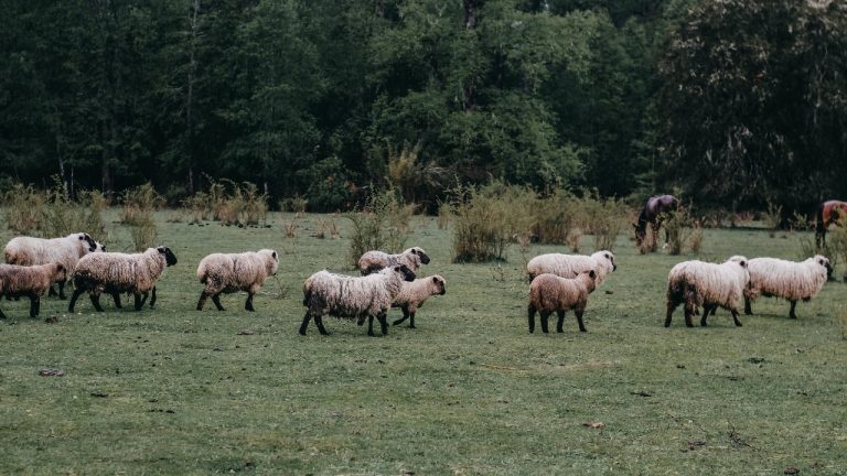 sofiaguaico/Unsplash