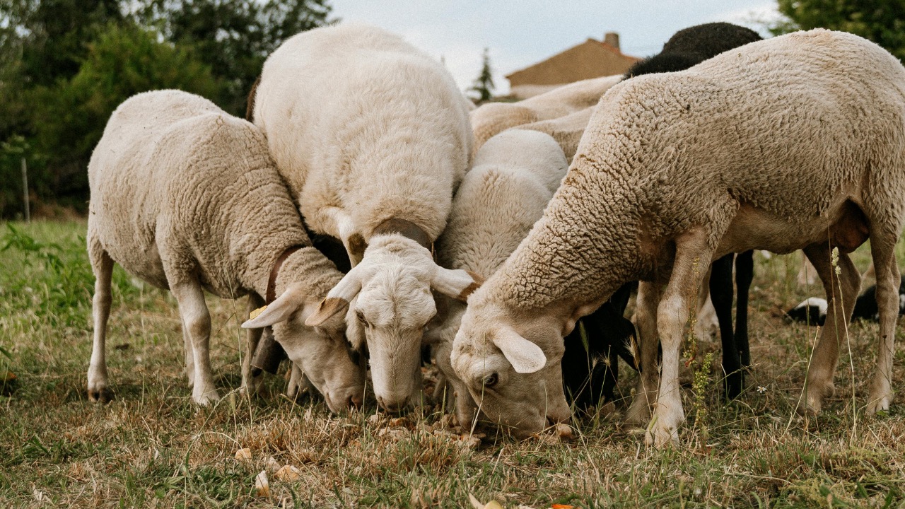 ronyescobarhn/Pexels